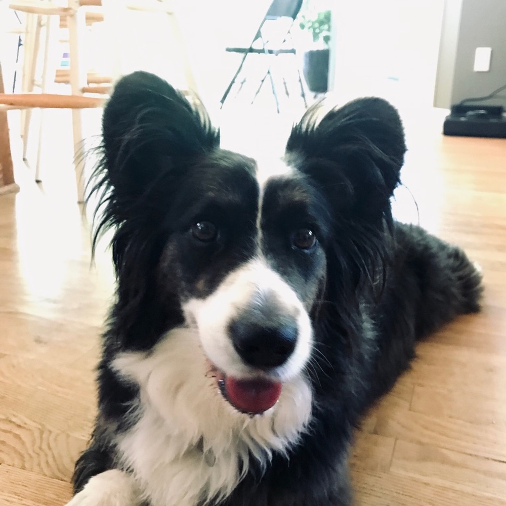 Meet your Posher, Sylvie